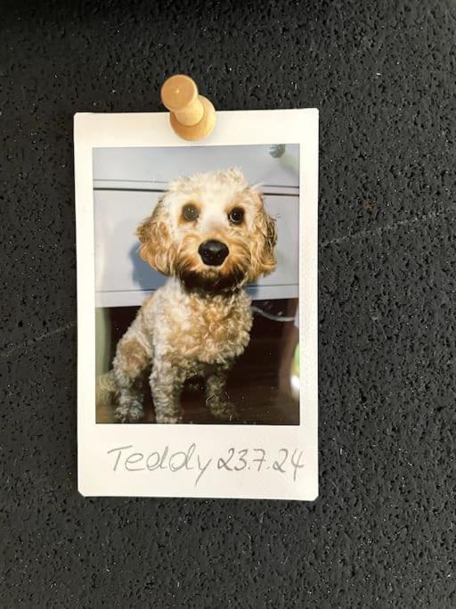 Cozy Wilkipartment Bis 4 Pers - Hund - Netflix - Wlan - Wintergarten - Coffeebar - Popcorn Verl Ngoại thất bức ảnh